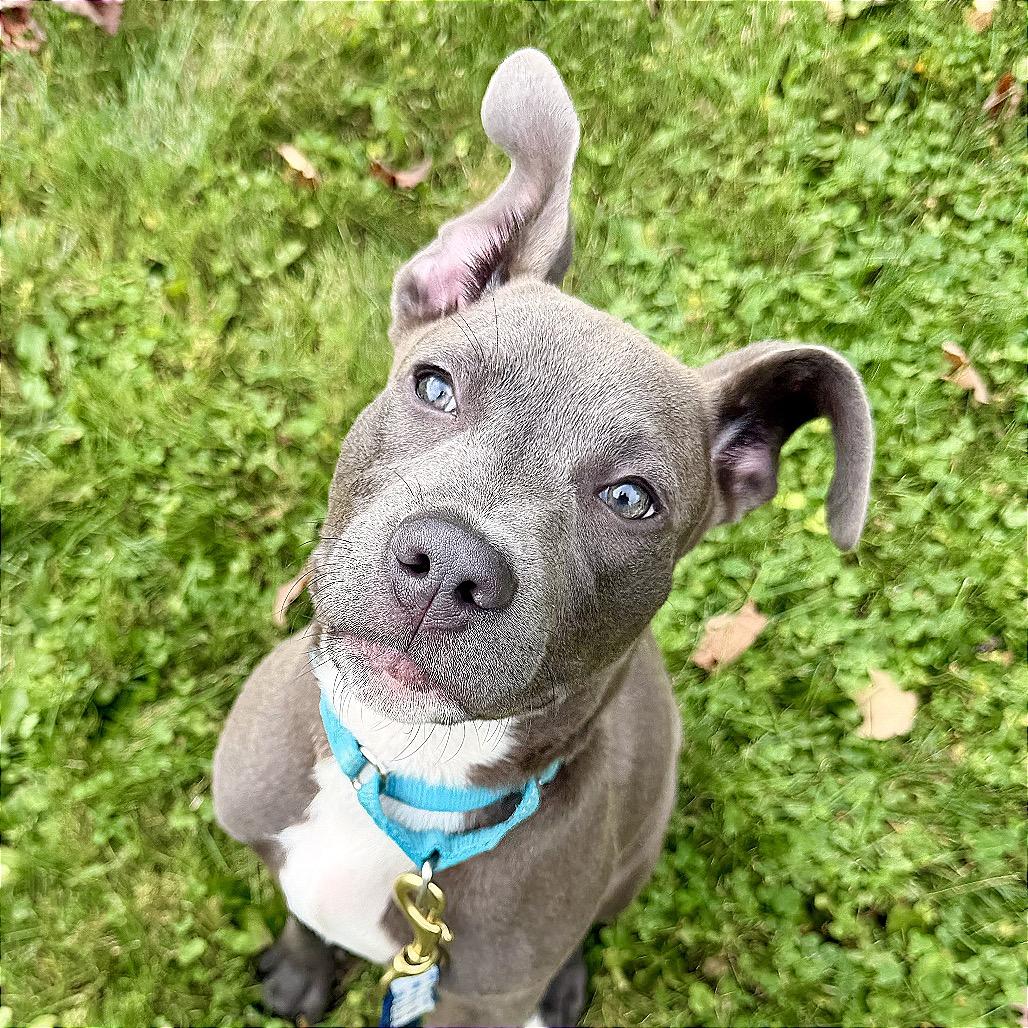 Jerry, Adoptable, Puppy Male Mixed Breed.