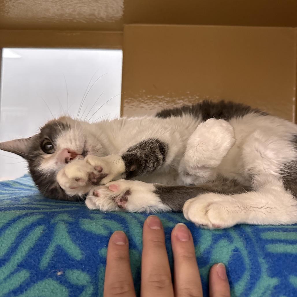 Enlarge Millicent, a Adoptable Domestic Short Hair in Spokane, WA image 1/5
