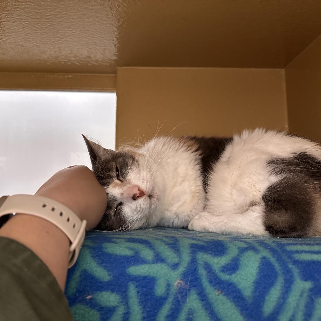 Enlarge Millicent, a Adoptable Domestic Short Hair in Spokane, WA image 2/5