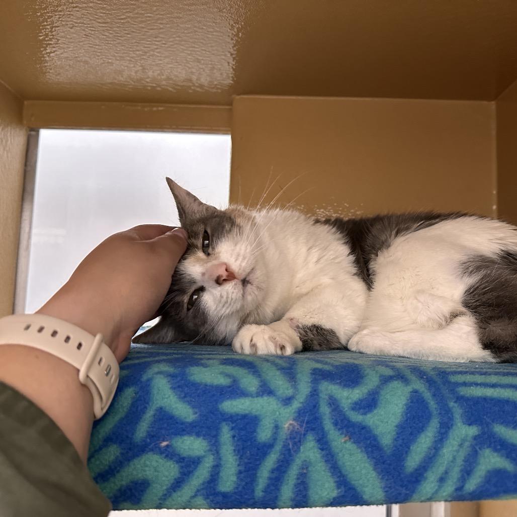 Enlarge Millicent, a Adoptable Domestic Short Hair in Spokane, WA image 3/5