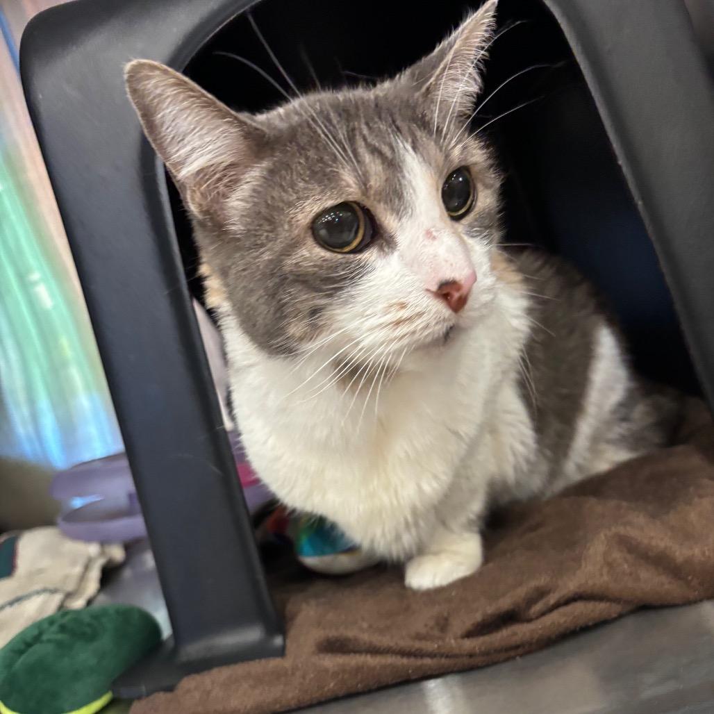 Enlarge Millicent, a Adoptable Domestic Short Hair in Spokane, WA image 4/5