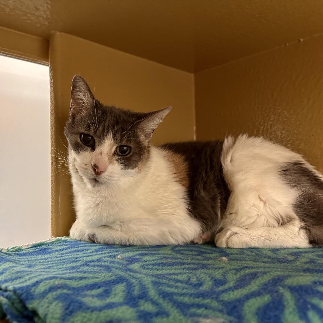Enlarge Millicent, a Adoptable Domestic Short Hair in Spokane, WA image 5/5