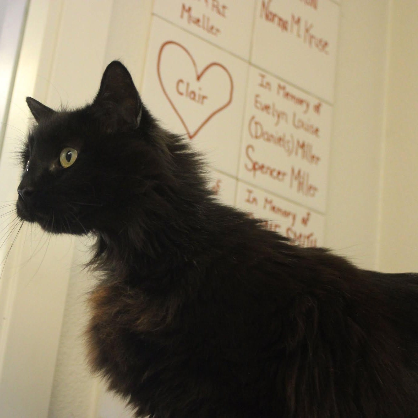 Selene, an adoptable Domestic Long Hair in Weaverville, CA, 96093 | Photo Image 2