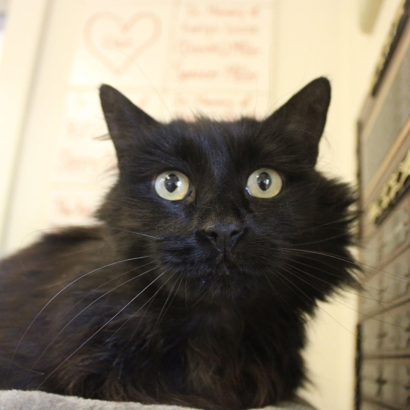 Selene, an adoptable Domestic Long Hair in Weaverville, CA, 96093 | Photo Image 3