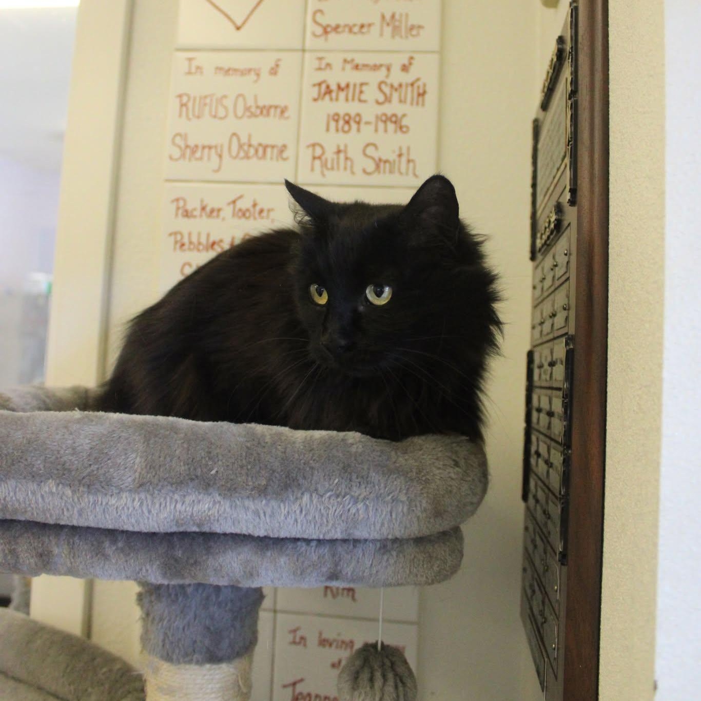 Selene, an adoptable Domestic Long Hair in Weaverville, CA, 96093 | Photo Image 1