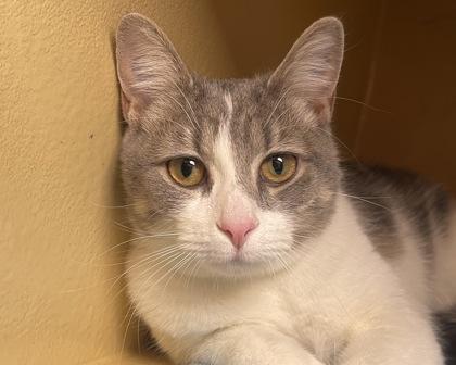 Enlarge Cleo, a Adoptable mixed breed in West Seneca, NY image 1/3