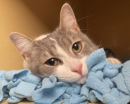 Enlarge Cleo, a Adoptable mixed breed in West Seneca, NY image 2/3