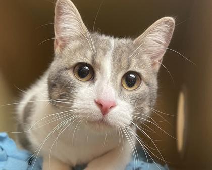 Enlarge Cleo, a Adoptable mixed breed in West Seneca, NY image 3/3