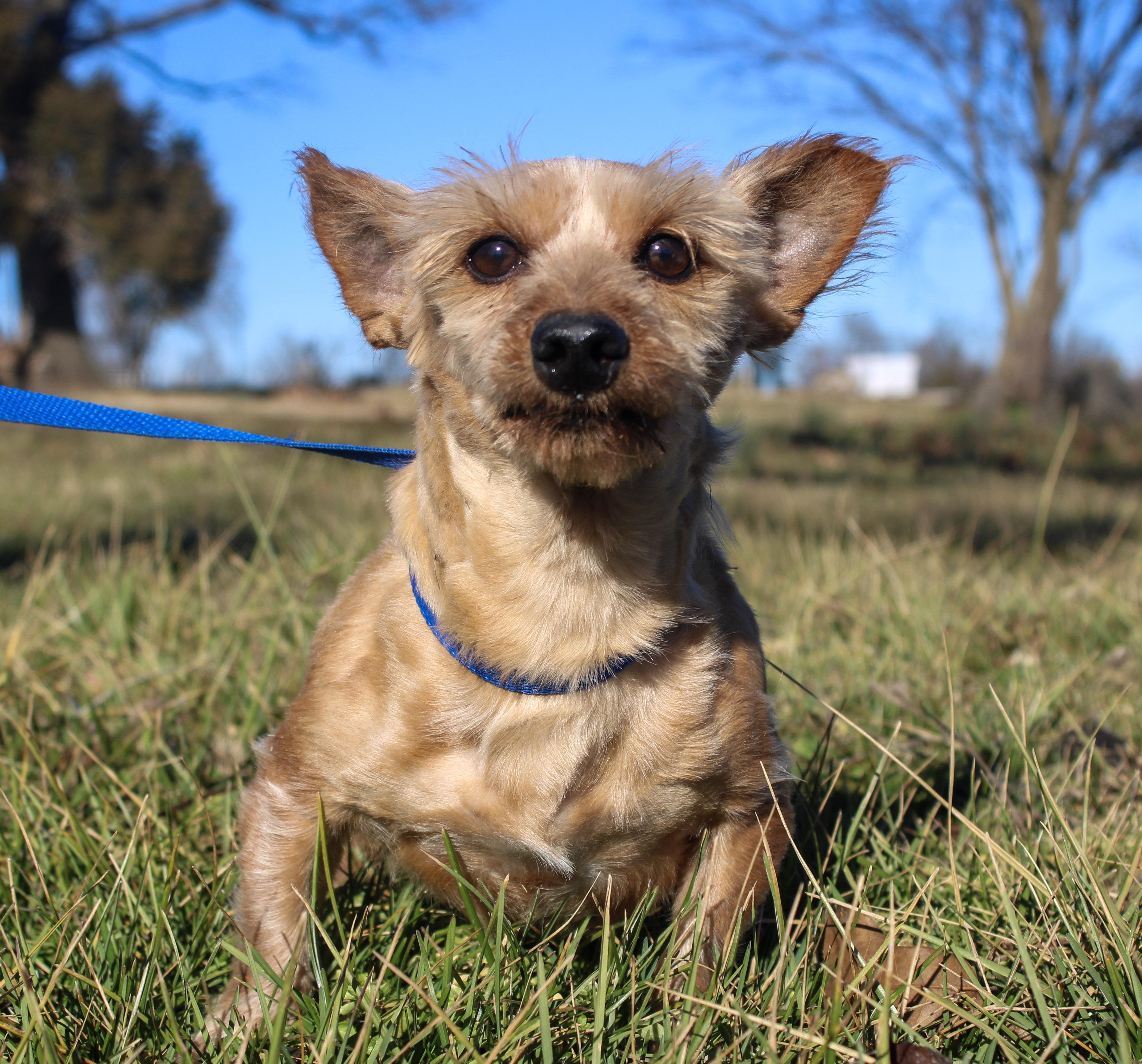 James, ADOPTABLE, Adult Male Yorkshire Terrier.