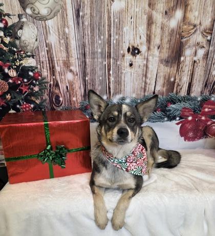 Enlarge Henry, a Adoptable mixed breed in Cedar Hill, TX image 1/1