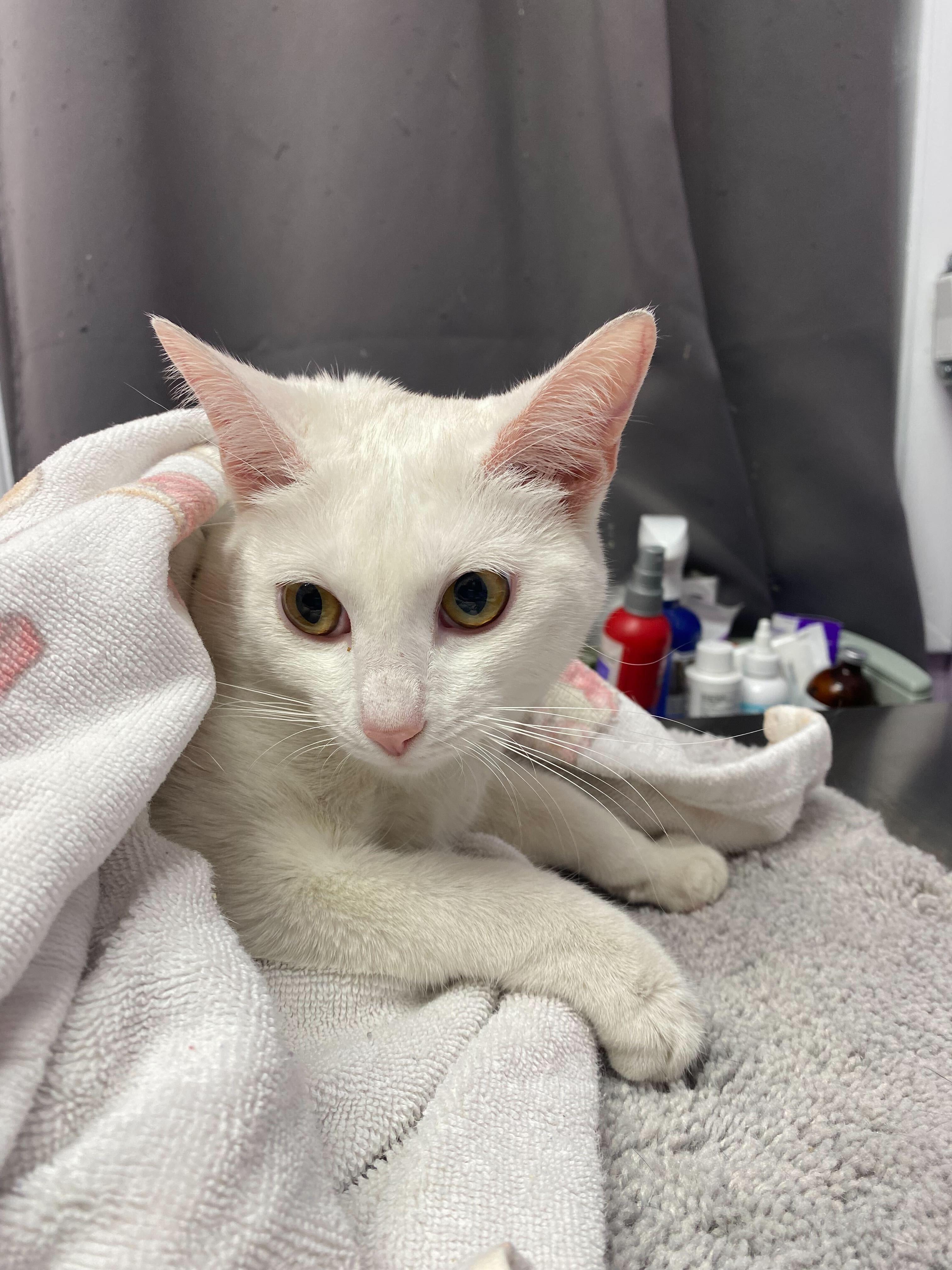 Lumi, Adoptable, Young Female Domestic Short Hair.