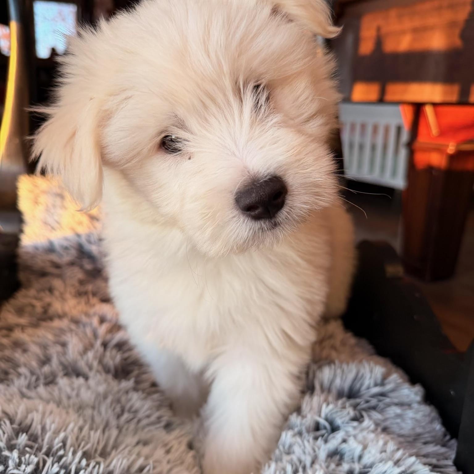 Enlarge Scout , an adopted mixed breed in North Freedom, WI image 2/3