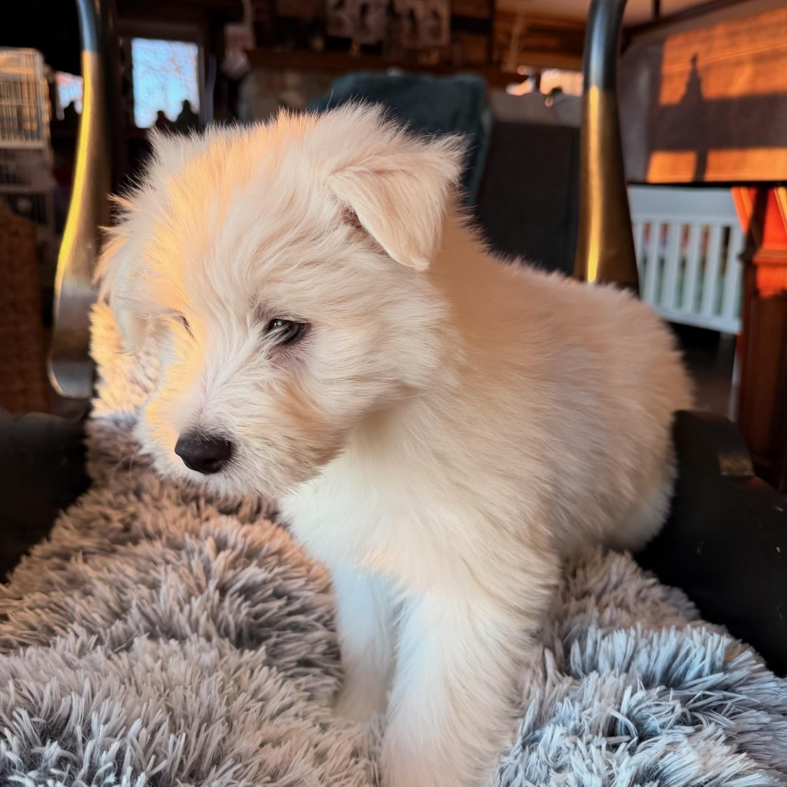 Enlarge Scout , an adopted mixed breed in North Freedom, WI image 3/3