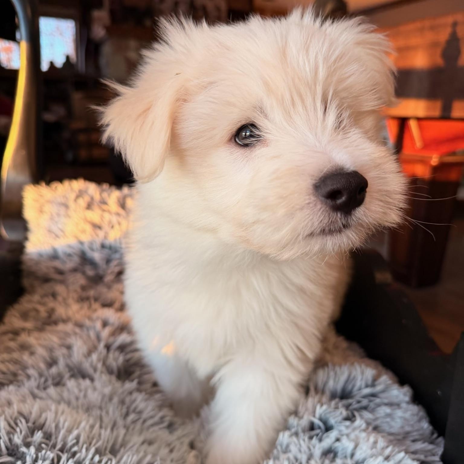 Enlarge Scout , an adopted mixed breed in North Freedom, WI image 1/3