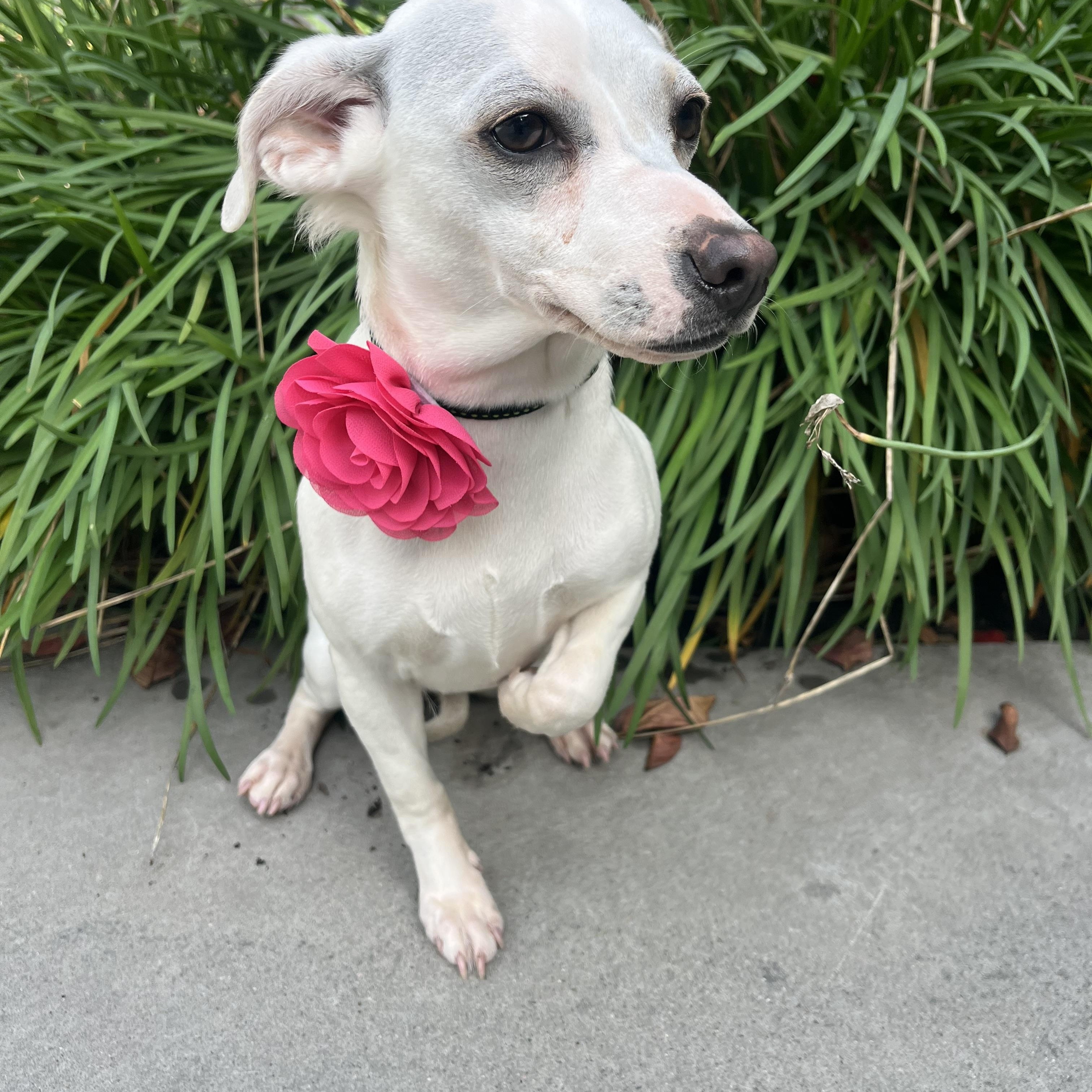 Tita , a ADOPTABLE mixed breed in Poway, CA image 5/6