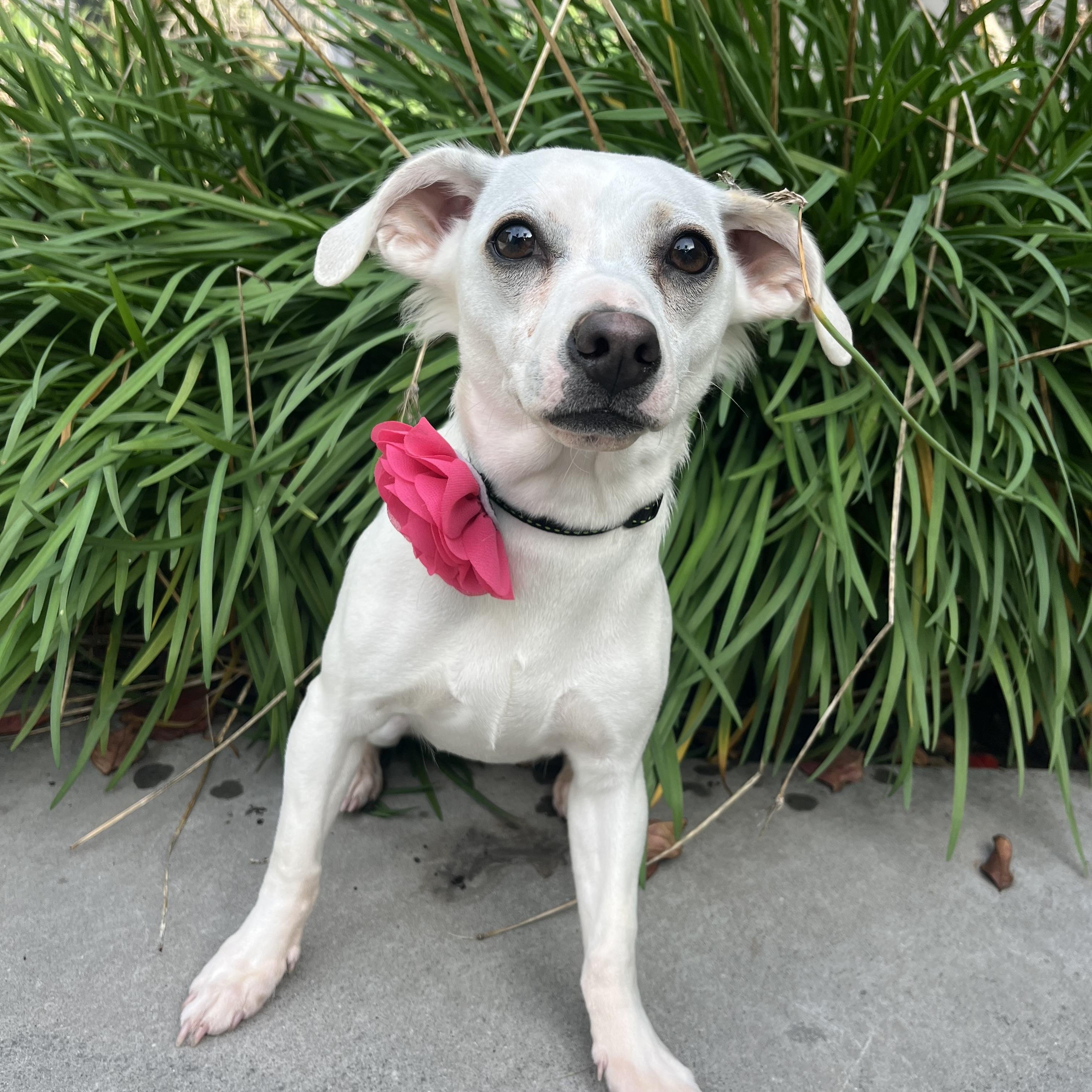 Tita , ADOPTABLE, Puppy Female Chihuahua & Rat Terrier.