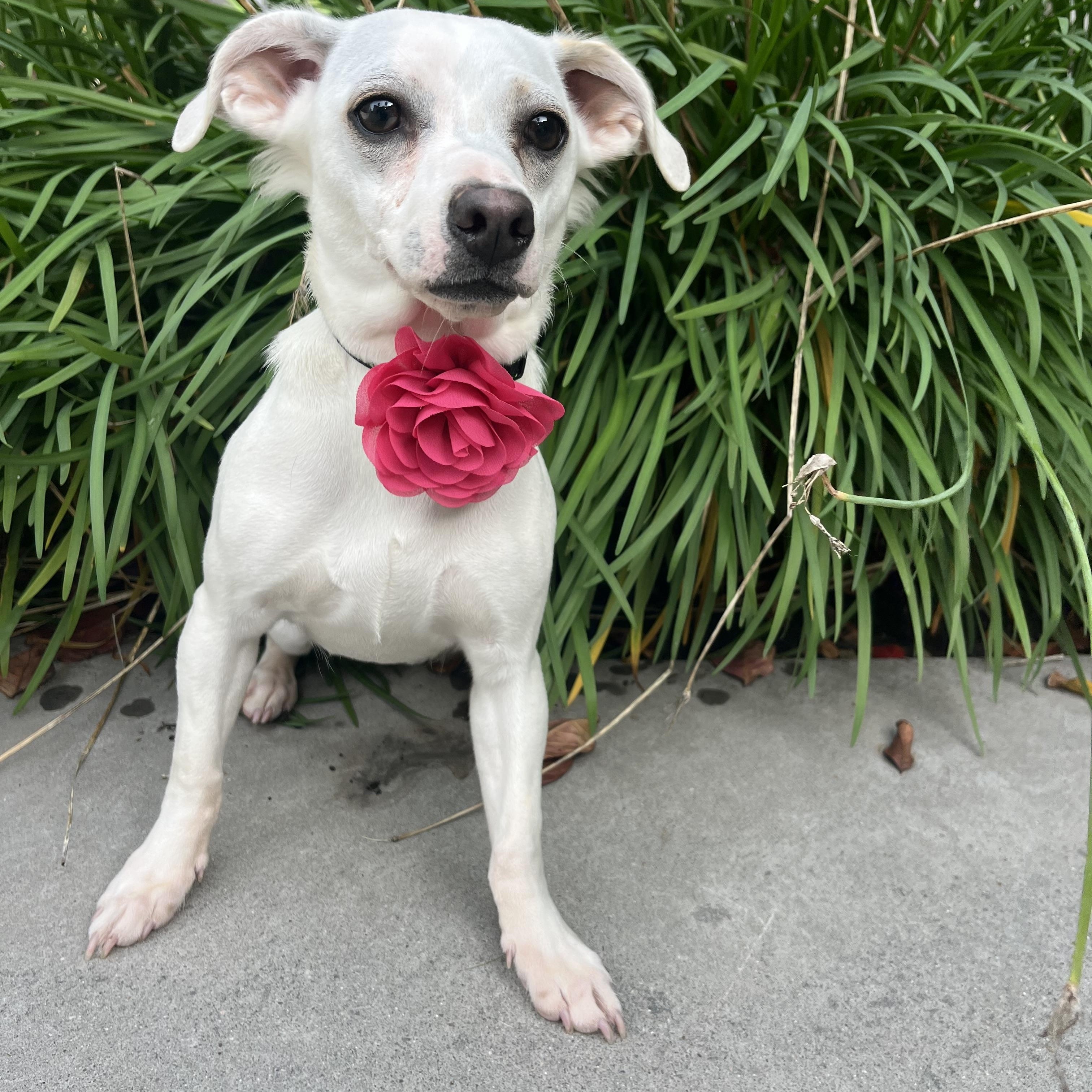 Tita , a ADOPTABLE mixed breed in Poway, CA image 4/6