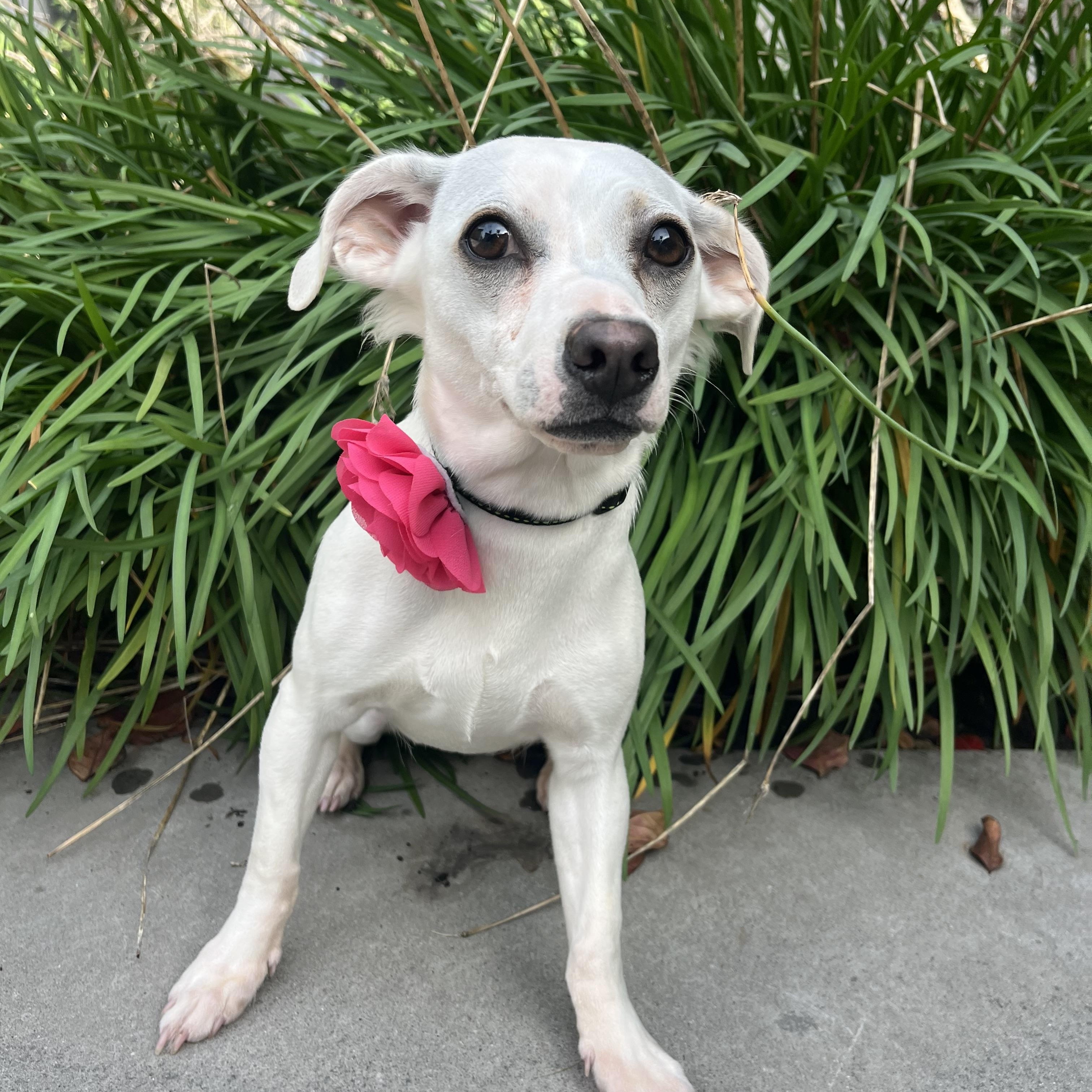 Tita , a ADOPTABLE mixed breed in Poway, CA image 6/6