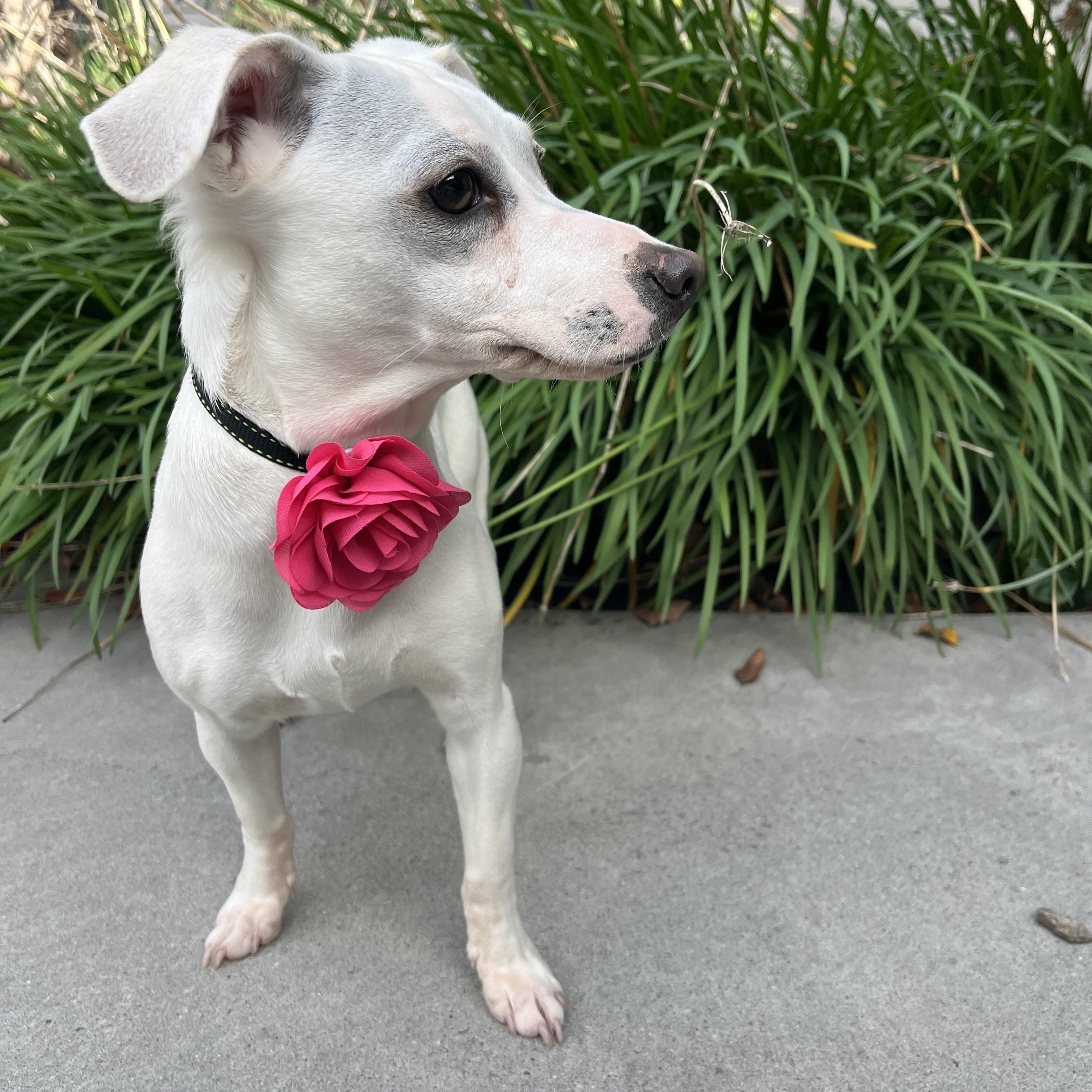 Tita , a ADOPTABLE mixed breed in Poway, CA image 3/6