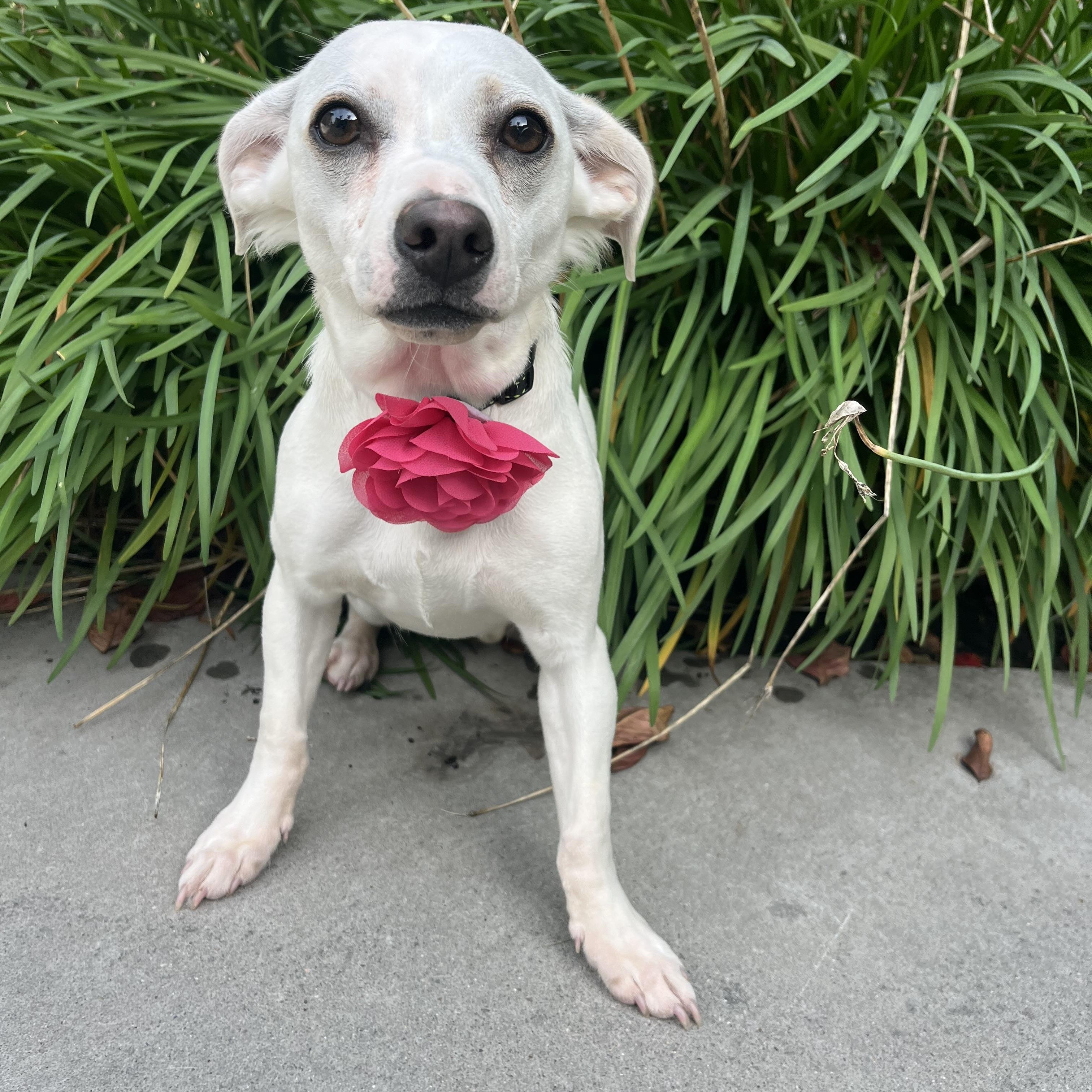 Tita , a ADOPTABLE mixed breed in Poway, CA image 2/6