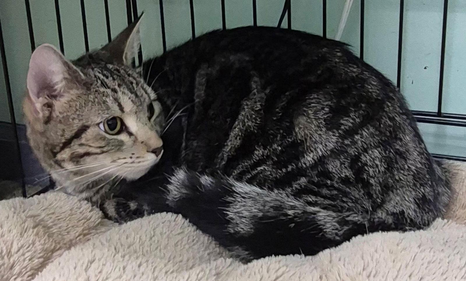 Ivy, Adoptable, Young Female Domestic Short Hair.