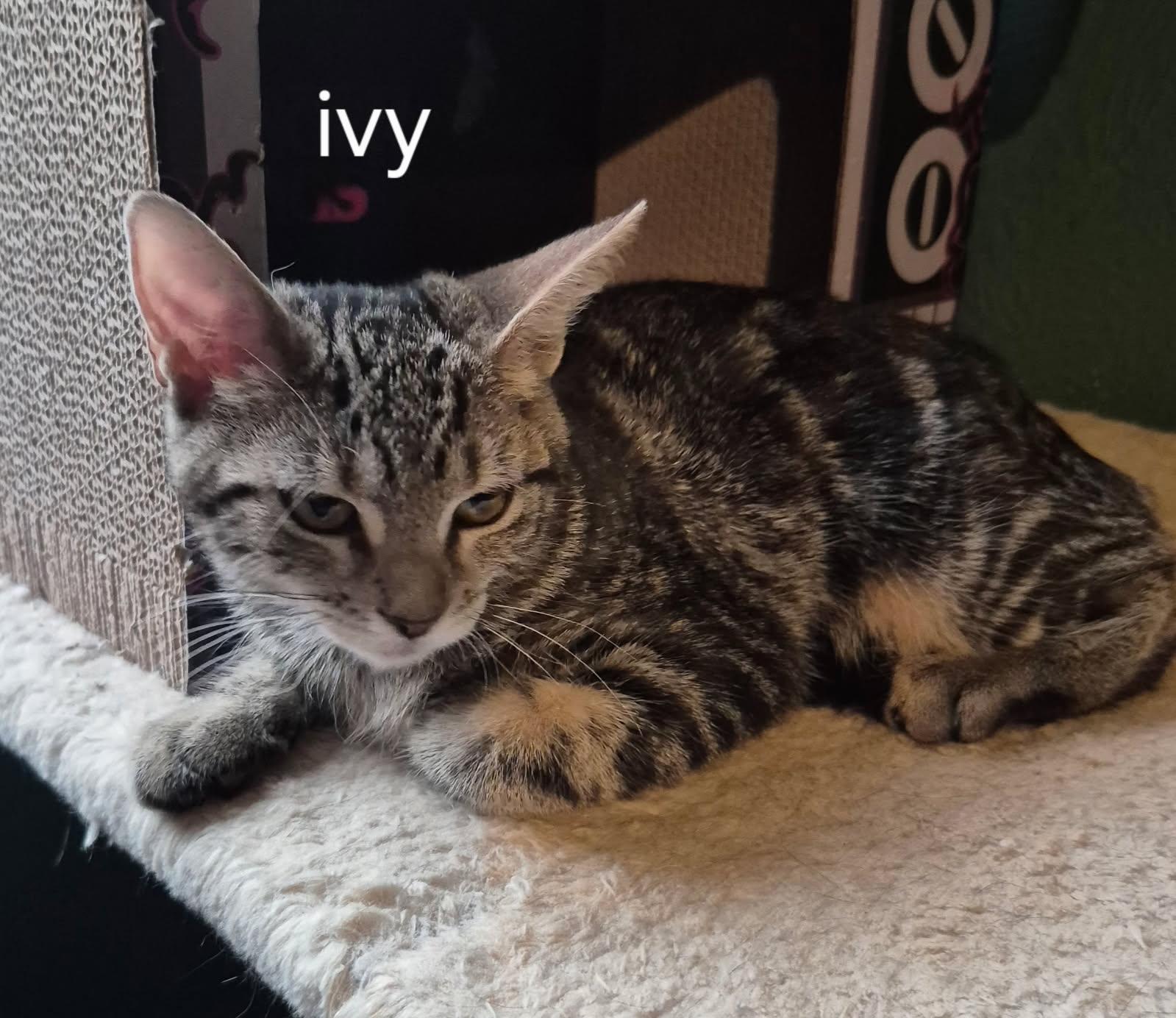 Enlarge Ivy, a Adoptable Domestic Short Hair in Oviedo, FL image 2/3