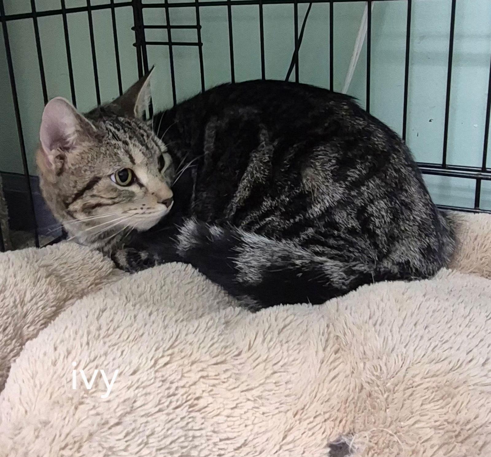 Ivy, Adoptable, Young Female Domestic Short Hair.