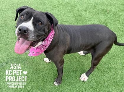 Enlarge Asia, a Adoptable mixed breed in Kansas City, MO image 1/3