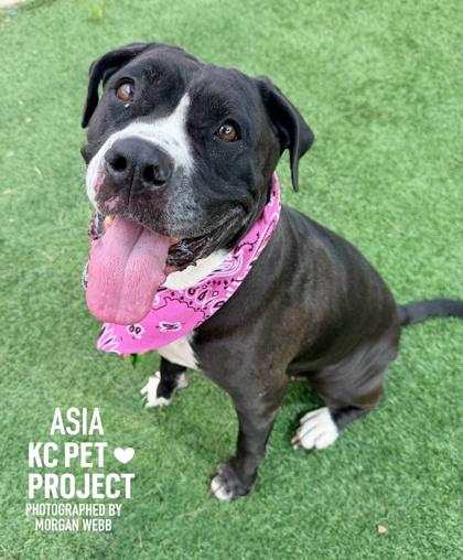 Enlarge Asia, a Adoptable mixed breed in Kansas City, MO image 2/3