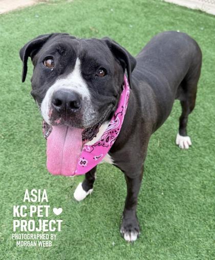 Enlarge Asia, a Adoptable mixed breed in Kansas City, MO image 3/3