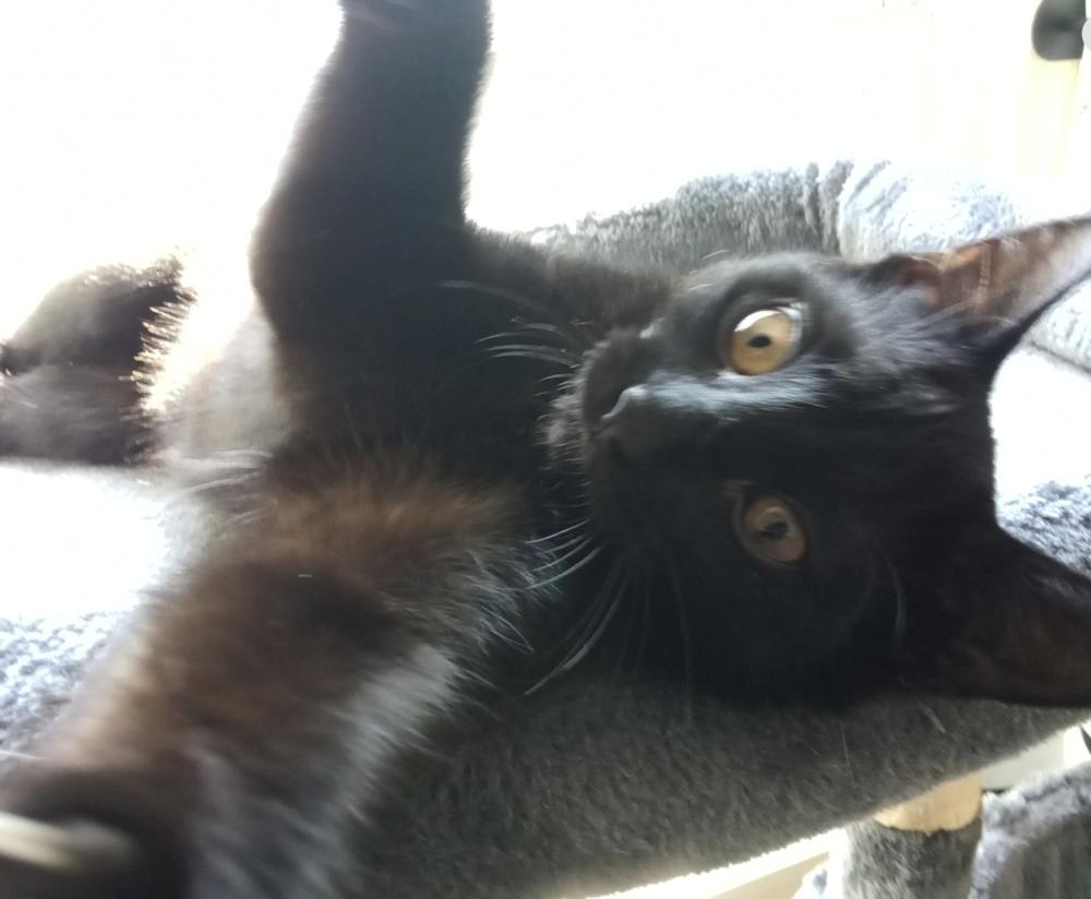 Enlarge Cryptids: Lochness (Nessie), a Adoptable Domestic Short Hair in Warren, CT image 1/6