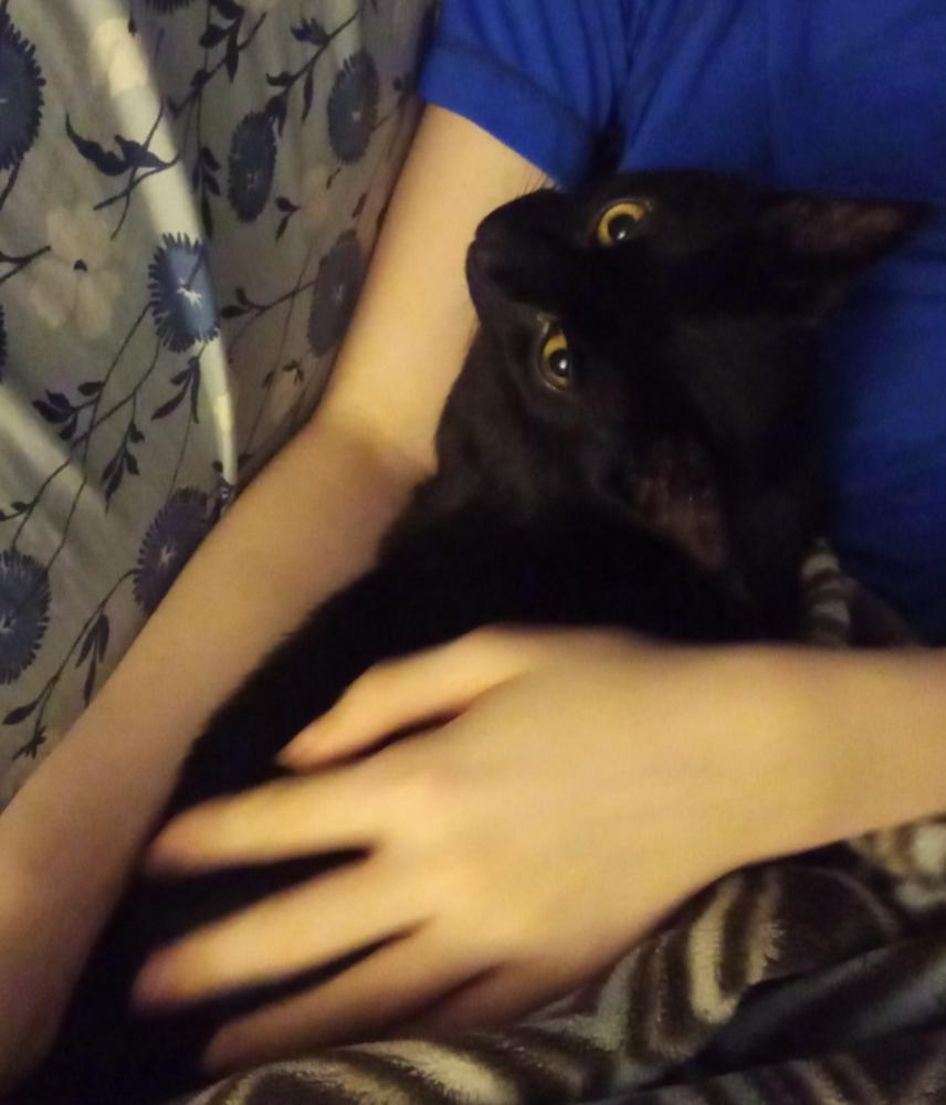 Enlarge Cryptids: Lochness (Nessie), a Adoptable Domestic Short Hair in Warren, CT image 2/6