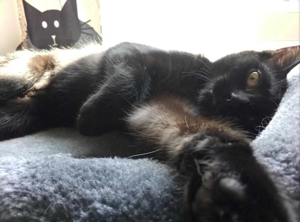 Enlarge Cryptids: Lochness (Nessie), a Adoptable Domestic Short Hair in Warren, CT image 3/6