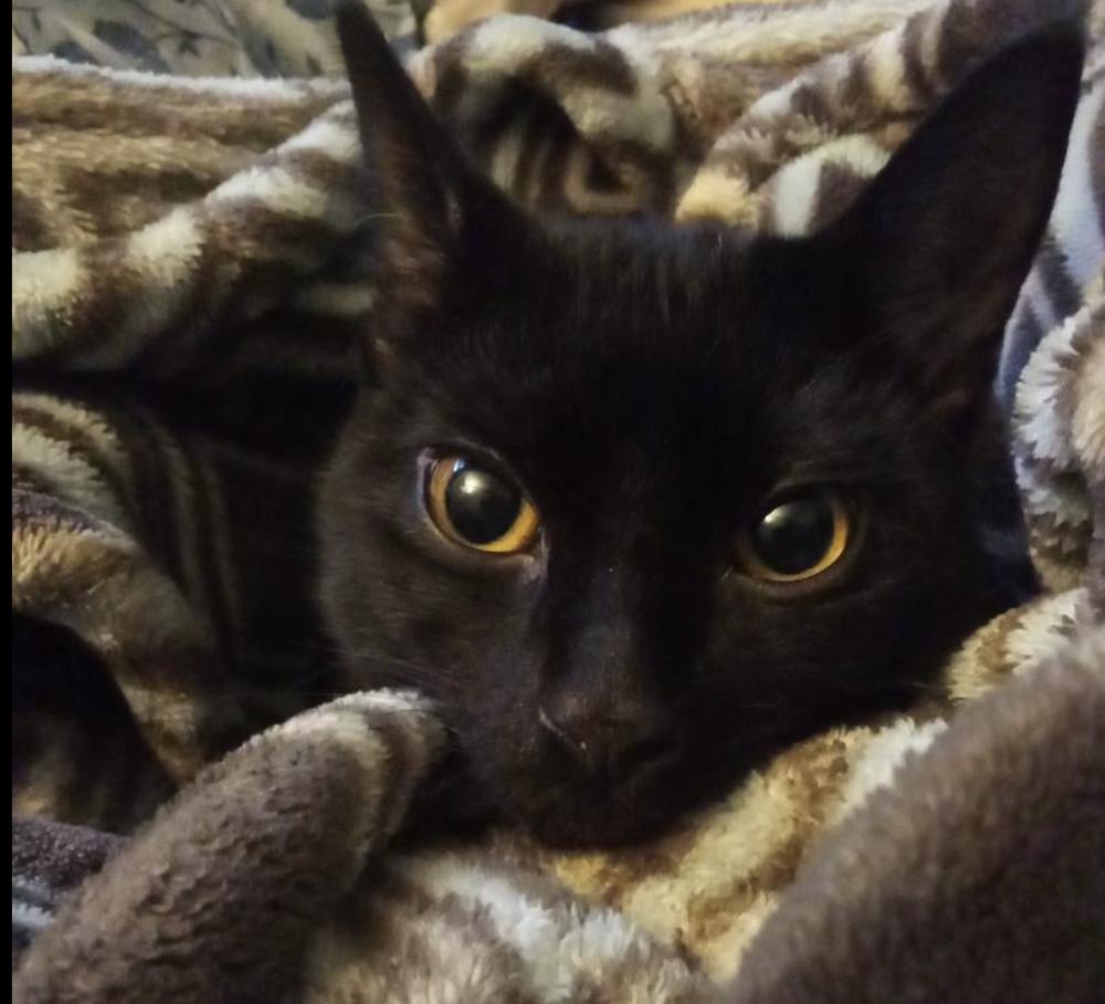 Enlarge Cryptids: Lochness (Nessie), a Adoptable Domestic Short Hair in Warren, CT image 5/6