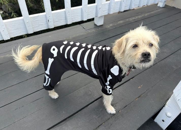 Enlarge Larry, a Adoptable Terrier in Los Angeles, CA image 3/6