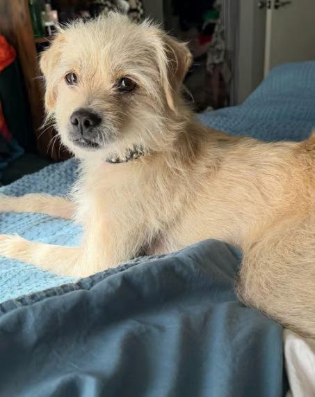 Larry, Adoptable, Young Male Terrier.