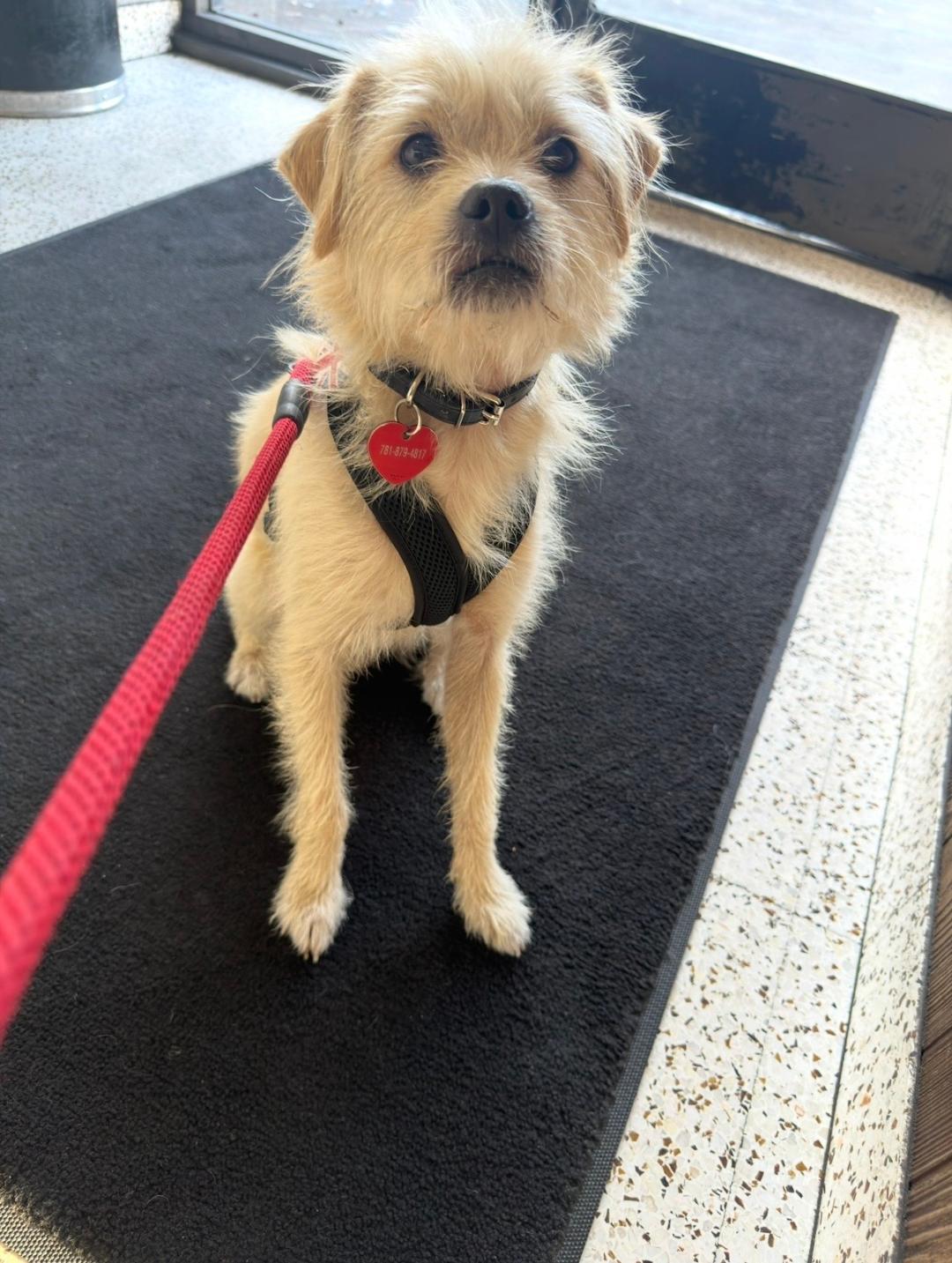 Enlarge Larry, a Adoptable Terrier in Los Angeles, CA image 2/6