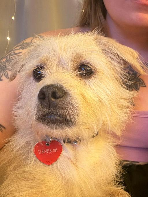Enlarge Larry, a Adoptable Terrier in Los Angeles, CA image 6/6