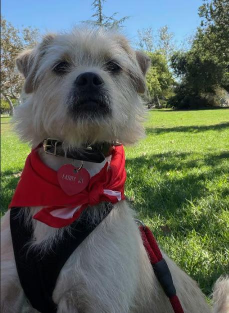 Enlarge Larry, a Adoptable Terrier in Los Angeles, CA image 4/6
