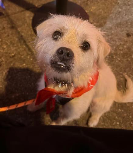 Enlarge Larry, a Adoptable Terrier in Los Angeles, CA image 5/6