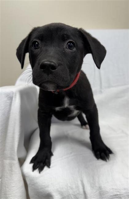 JR, Adoptable, Puppy Male Pit Bull Terrier & Mixed Breed.