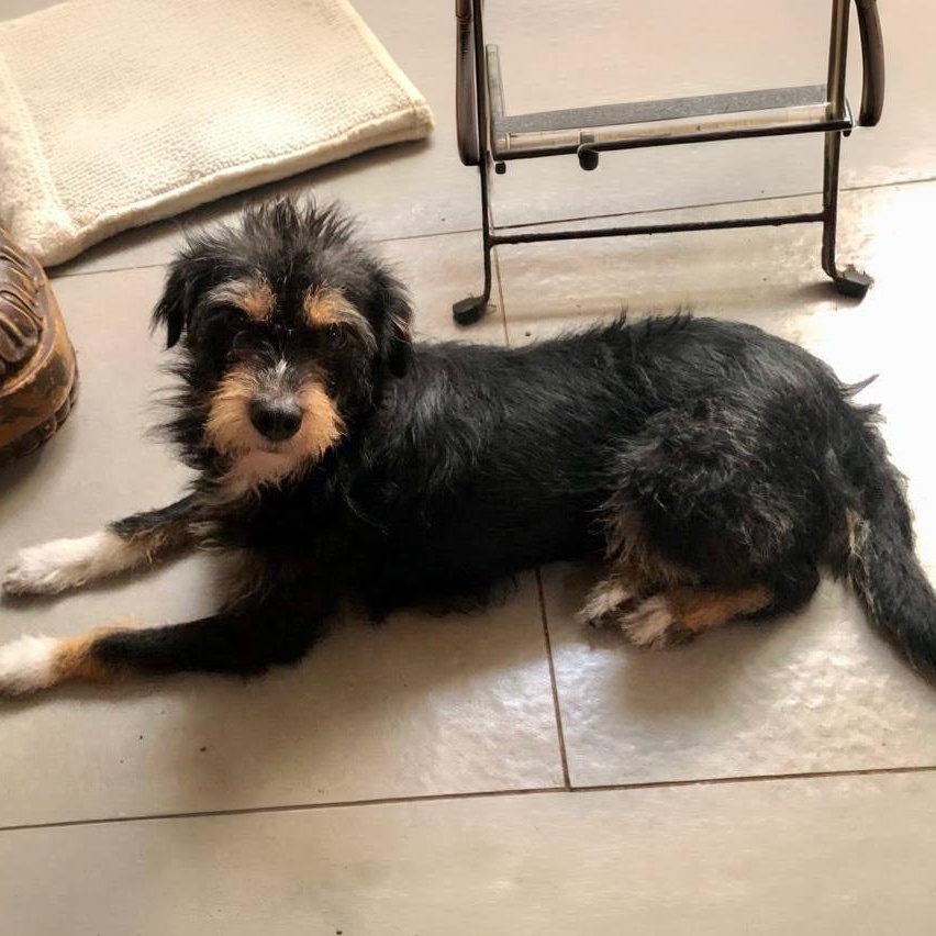 Dolly, a ADOPTABLE mixed breed in San Diego, CA image 2/2