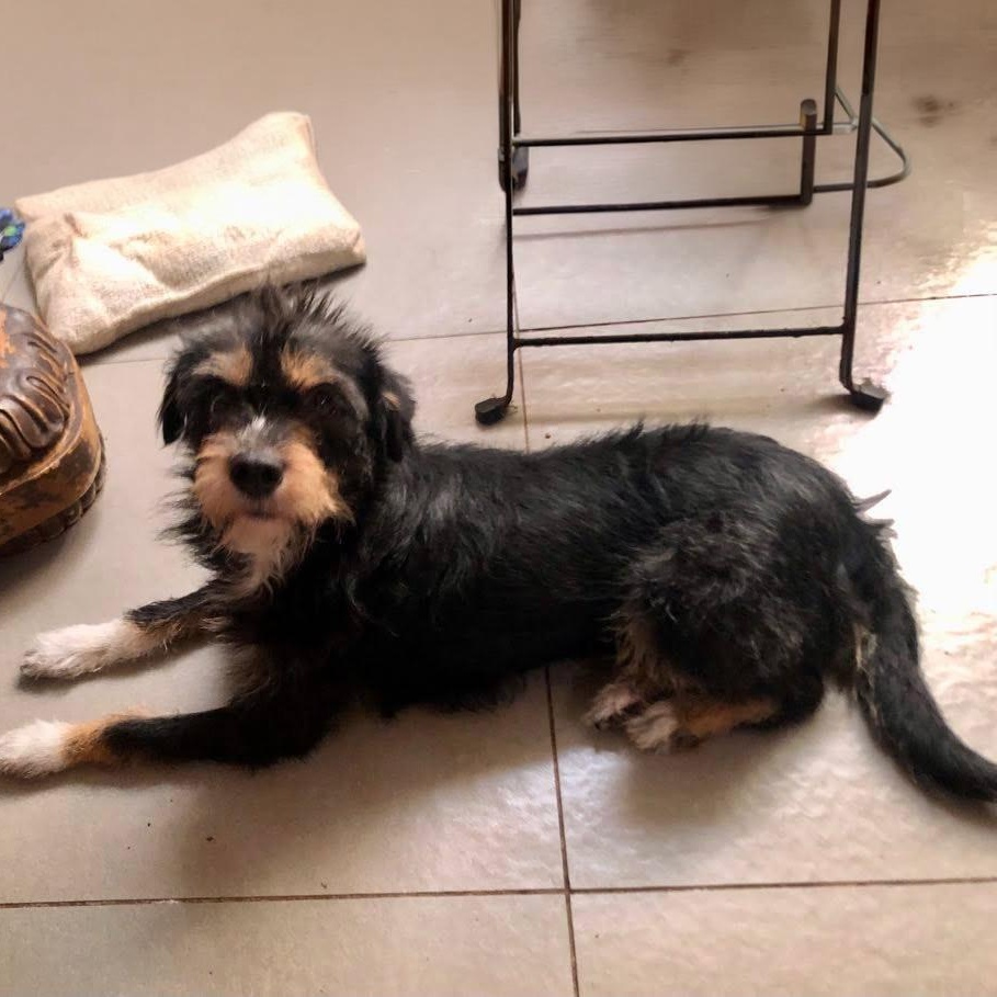 Dolly, ADOPTABLE, Adult Female Schnauzer & Terrier.