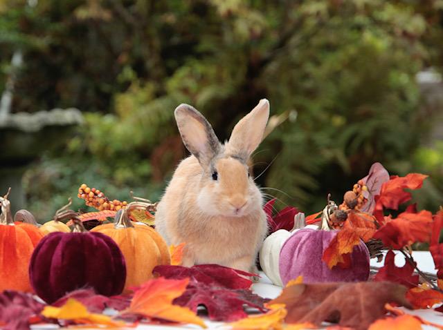 Sterling & Tapioca Jr. (South Surrey), adopted, Young Male Harlequin.