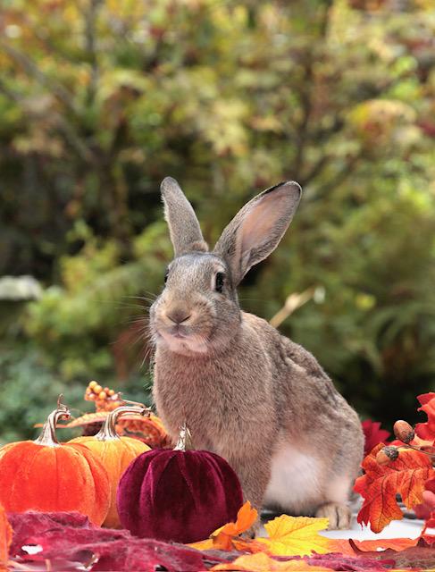 Sterling & Tapioca Jr. (South Surrey), an adopted mixed breed in Vancouver, BC image 2/2