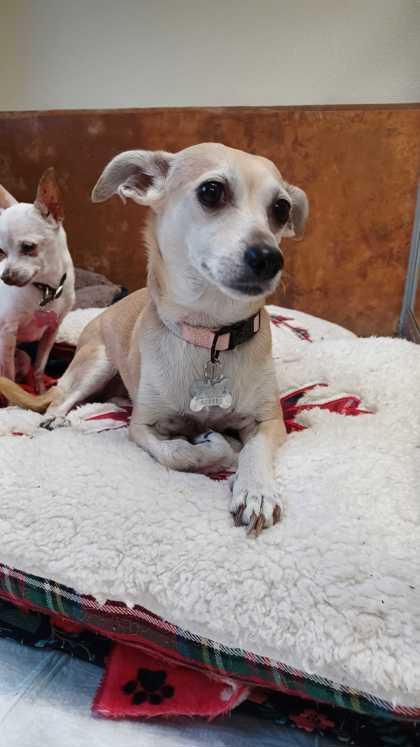 Macy, Adoptable, Senior Female Chihuahua & Mixed Breed.