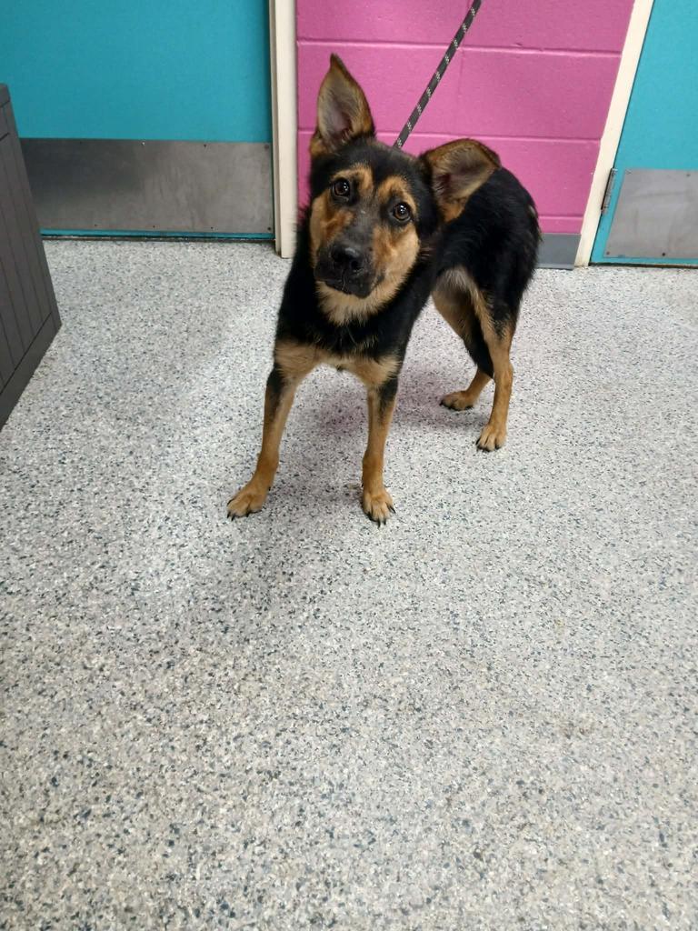 Cindy, Adoptable, Young Female Affenpinscher & German Shepherd Dog.