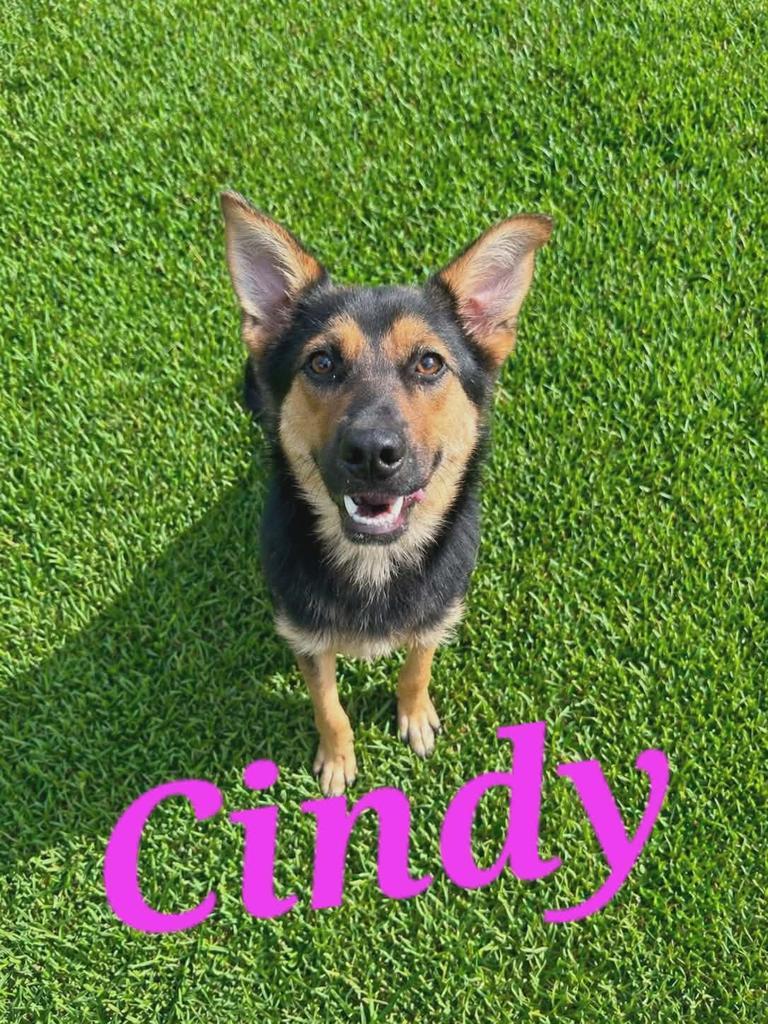 Enlarge Cindy, a Adoptable mixed breed in Livingston, LA image 2/2