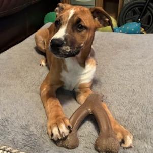 Enlarge Nelly, a Adoptable Mixed Breed in Baldwin, WI image 1/6