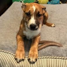 Enlarge Nelly, a Adoptable Mixed Breed in Baldwin, WI image 2/6